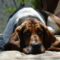 What Do Basset Hounds Usually Die From? Common Health Risks Explained