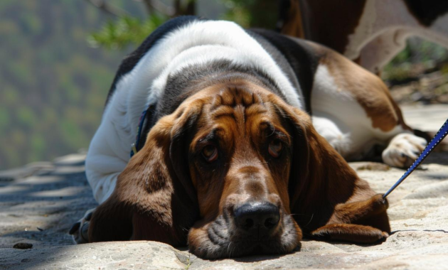 What Do Basset Hounds Usually Die From? Common Health Risks Explained