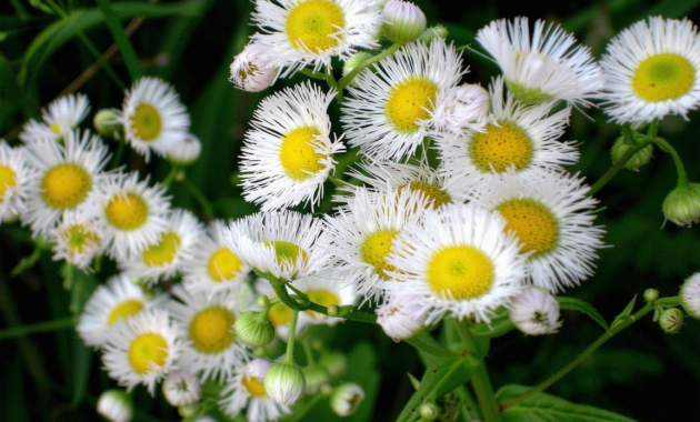 What Does A White Flower Mean