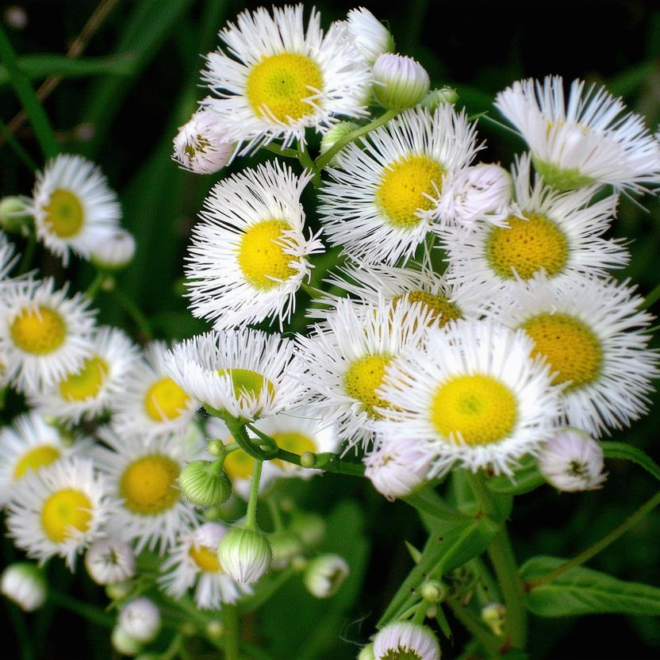 What Does A White Flower Mean