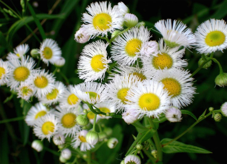 What Does A White Flower Mean