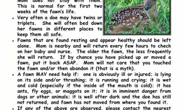 What Do Baby Deer Eat? Fawn Nutrition and Survival Facts