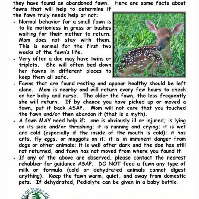 What Do Baby Deer Eat? Fawn Nutrition and Survival Facts