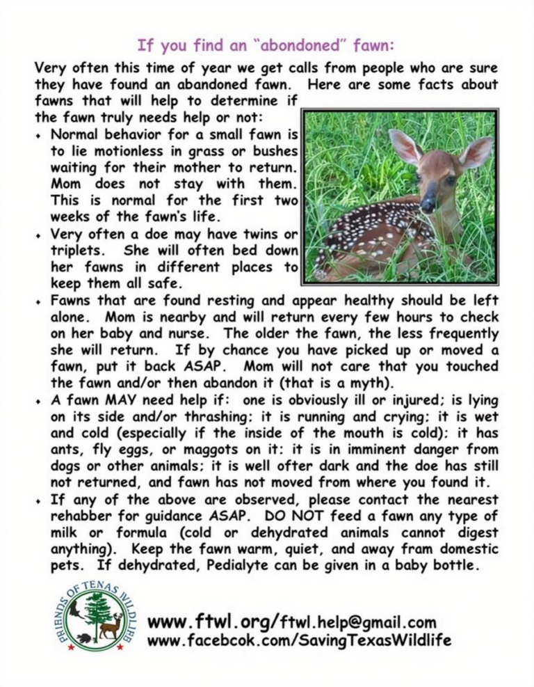 What Do Baby Deer Eat? Fawn Nutrition and Survival Facts
