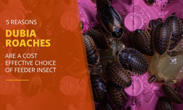 What Do Dubia Roaches Eat? Feeding Guide for Healthy Colonies