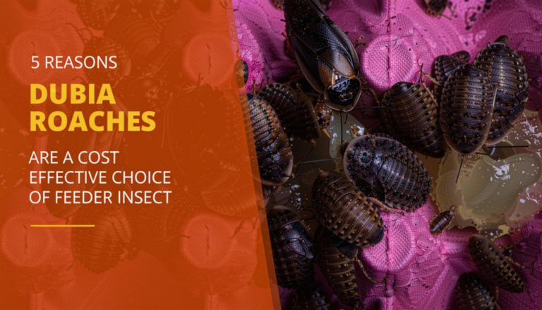 What Do Dubia Roaches Eat? Feeding Guide for Healthy Colonies