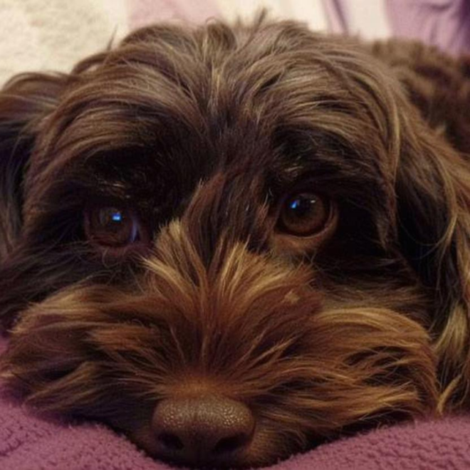 What Do Cockapoos Usually Die From? Lifespan and Health Risks