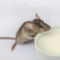 What Do Mice Droppings Look Like? Identification and Health Risks Guide