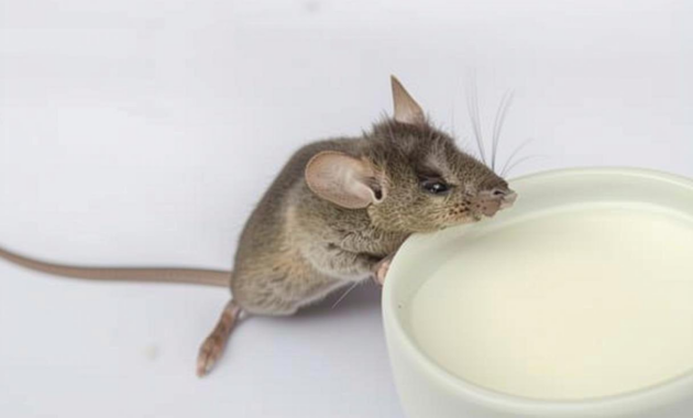 What Do Mice Droppings Look Like? Identification and Health Risks Guide
