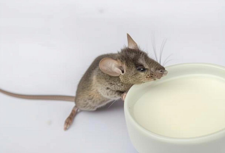 What Do Mice Droppings Look Like? Identification and Health Risks Guide