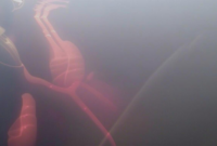 What Do Boto Dolphins Eat? Amazon River Feeding Secrets