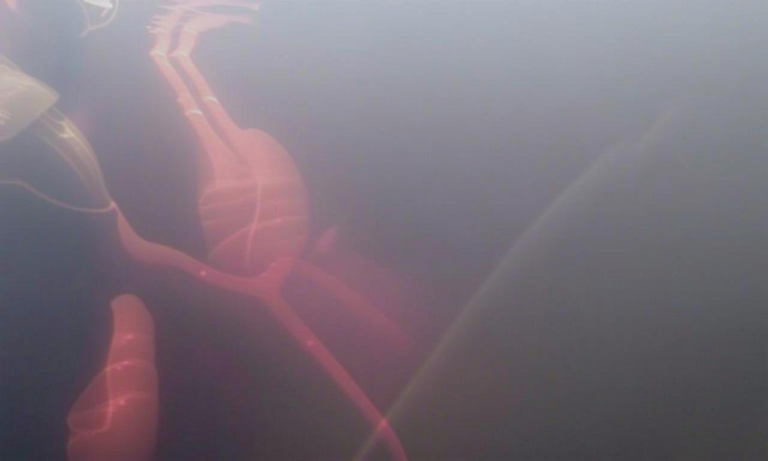 What Do Boto Dolphins Eat? Amazon River Feeding Secrets