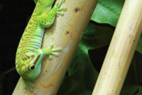 What Do Florida Lizards Eat? Backyard Diets and Habitat Habits