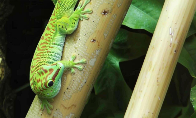 What Do Florida Lizards Eat? Backyard Diets and Habitat Habits