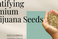 What Do Pot Seeds Look Like? How to Identify Healthy Seeds