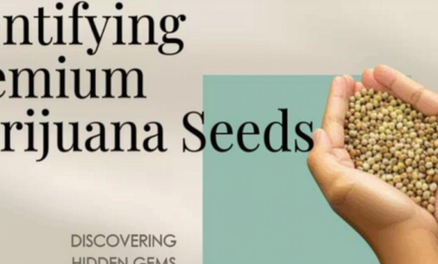 What Do Pot Seeds Look Like? How to Identify Healthy Seeds