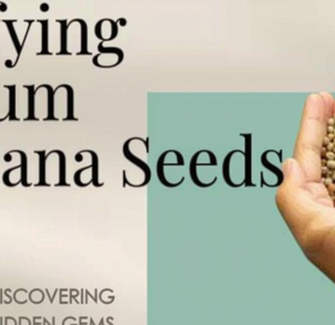 What Do Pot Seeds Look Like? How to Identify Healthy Seeds