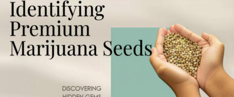 What Do Pot Seeds Look Like? How to Identify Healthy Seeds