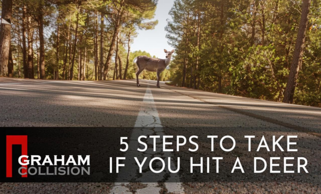 What Do You Do When You Hit a Deer? Safety Steps and Insurance Tips