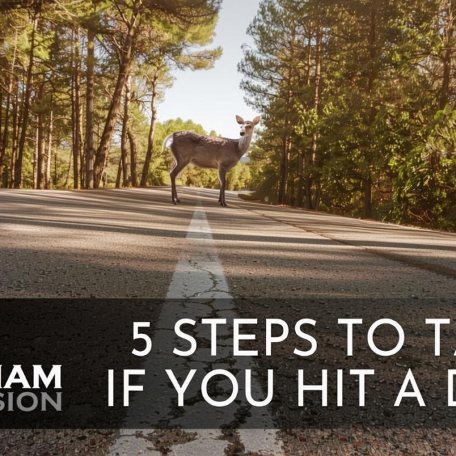 What Do You Do When You Hit a Deer? Safety Steps and Insurance Tips