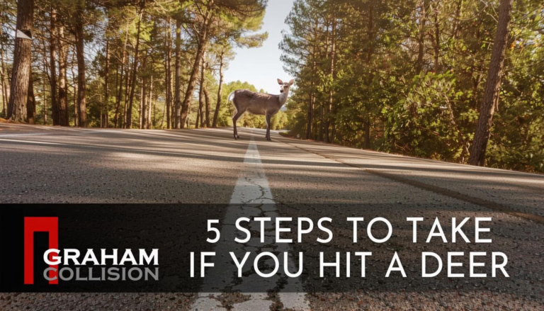 What Do You Do When You Hit a Deer? Safety Steps and Insurance Tips