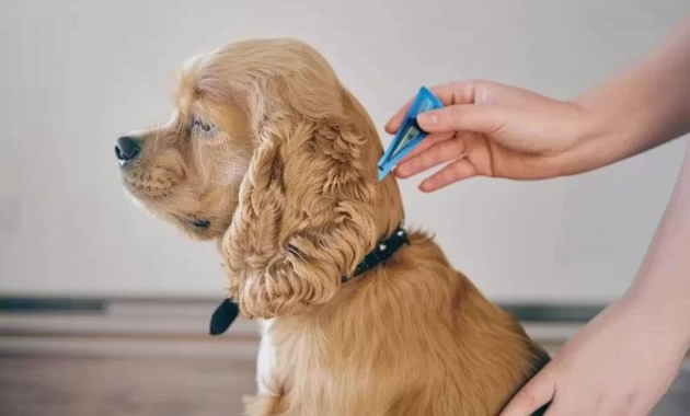 What Do Embedded Ticks Look Like on Dogs? Removal and Safety Guide