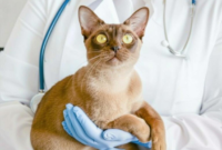 What Do Seizures in Cats Look Like? Warning Signs and Vet Advice