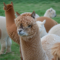 What Do Alpacas Eat? Proper Diet and Feeding Schedule Guide