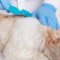 What Do Ringworms Look Like on Dogs? Symptoms Photos and Treatment Tips