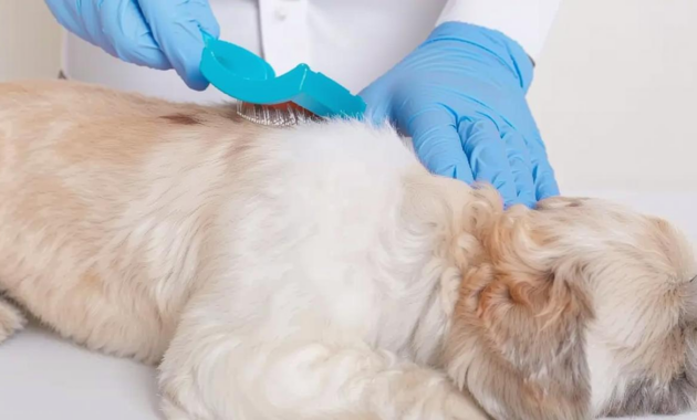 What Do Ringworms Look Like on Dogs? Symptoms Photos and Treatment Tips