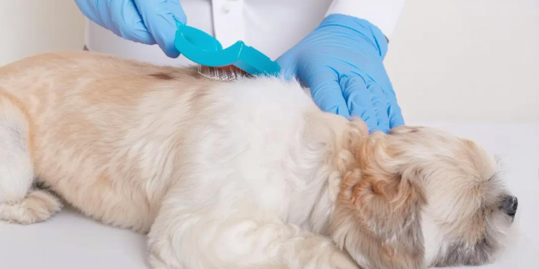 What Do Ringworms Look Like on Dogs? Symptoms Photos and Treatment Tips
