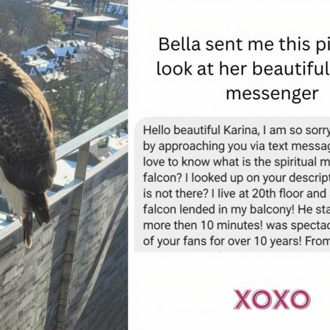 What Do Falcons Represent? Power Vision and Spiritual Meaning