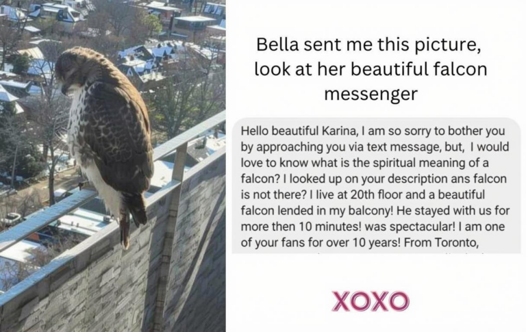 What Do Falcons Represent? Power Vision and Spiritual Meaning