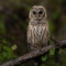 What Do Barred Owls Eat? Hunting Habits and Natural Diet