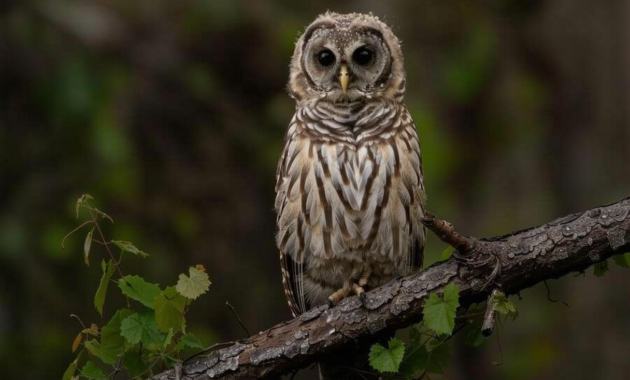 What Do Barred Owls Eat? Hunting Habits and Natural Diet