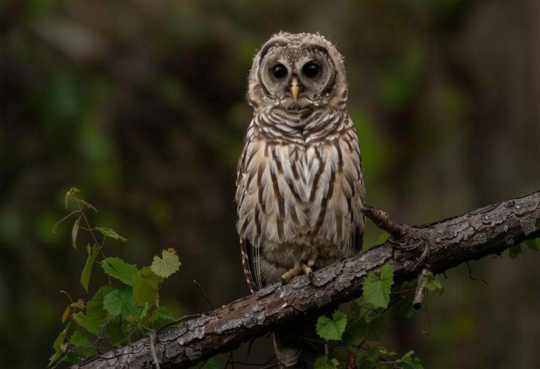 What Do Barred Owls Eat? Hunting Habits and Natural Diet