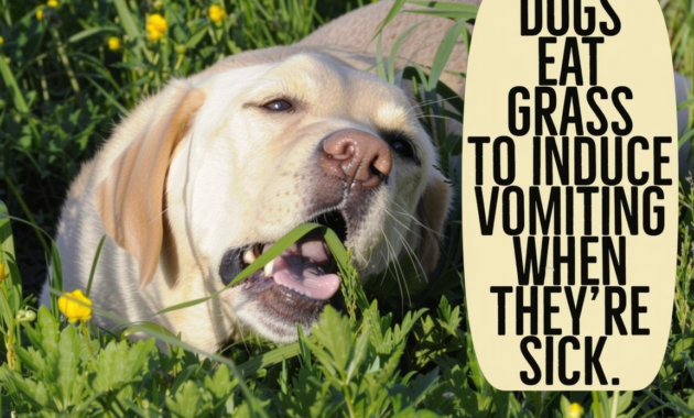 What Does It Mean When Dogs Lick Their Lips