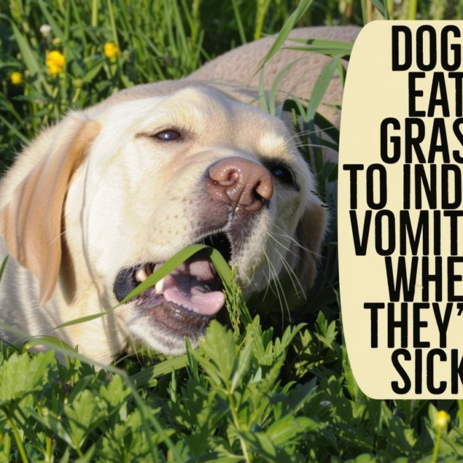 What Does It Mean When Dogs Lick Their Lips