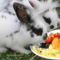 What Vegetables Do Rabbits Eat? Safe Greens and Feeding Tips