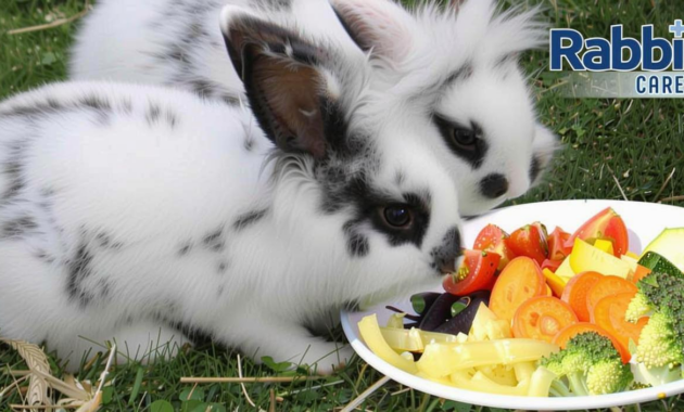 What Vegetables Do Rabbits Eat? Safe Greens and Feeding Tips