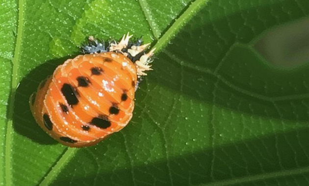 What Do Lady Beetles Eat? Garden Pest Control Benefits Explained