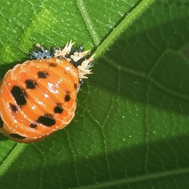 What Do Lady Beetles Eat? Garden Pest Control Benefits Explained