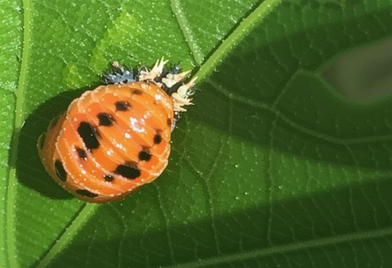 What Do Lady Beetles Eat? Garden Pest Control Benefits Explained