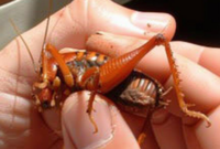 What Do Camel Crickets Eat? Why They Invade Homes