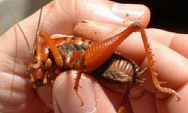 What Do Camel Crickets Eat? Why They Invade Homes