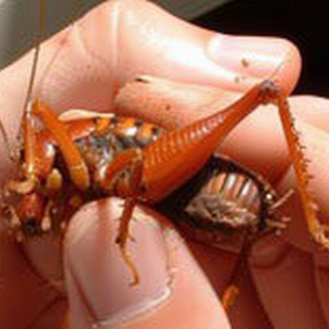 What Do Camel Crickets Eat? Why They Invade Homes