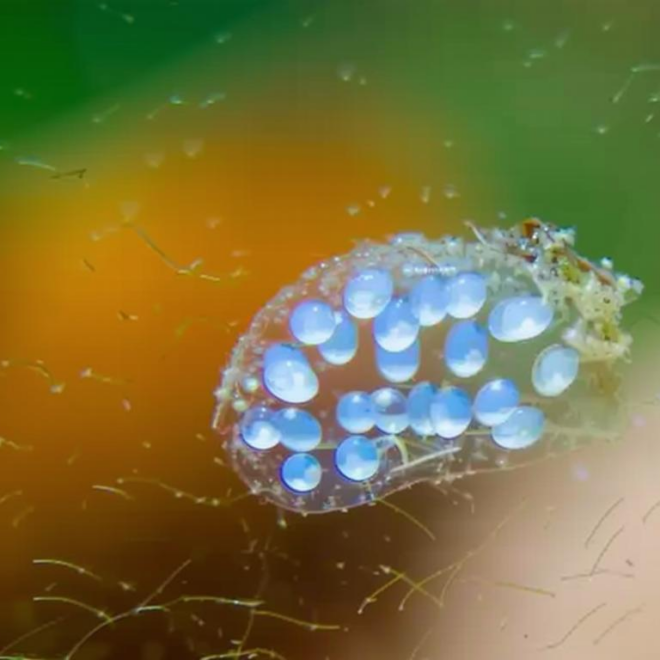 What Do Snail Eggs Look Like in an Aquarium? Identification and Removal Guide