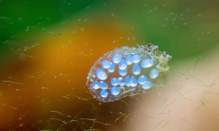 What Do Snail Eggs Look Like in an Aquarium? Identification and Removal Guide