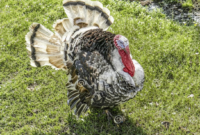 What Do You Call a Male Turkey? Poultry Terms Explained