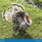What Do You Call a Male Turkey? Poultry Terms Explained